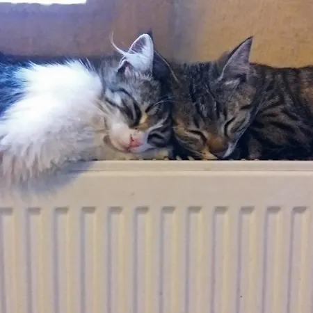 Karadut Cave 3* Goreme