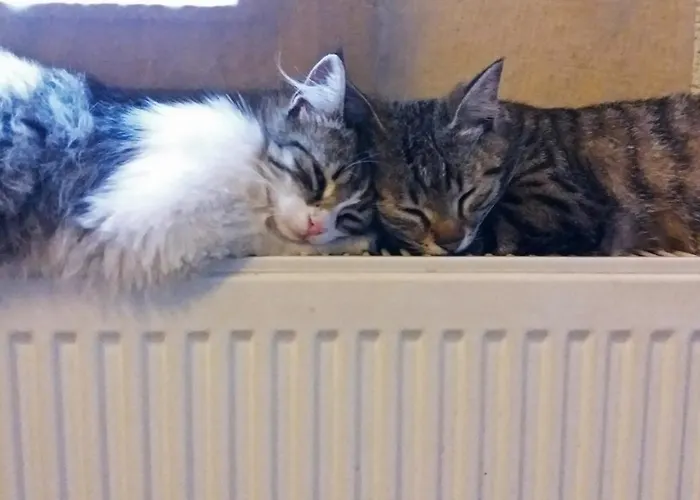 Karadut Cave 3* Goreme