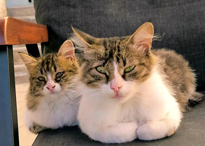 Karadut Cave Szálloda Göreme