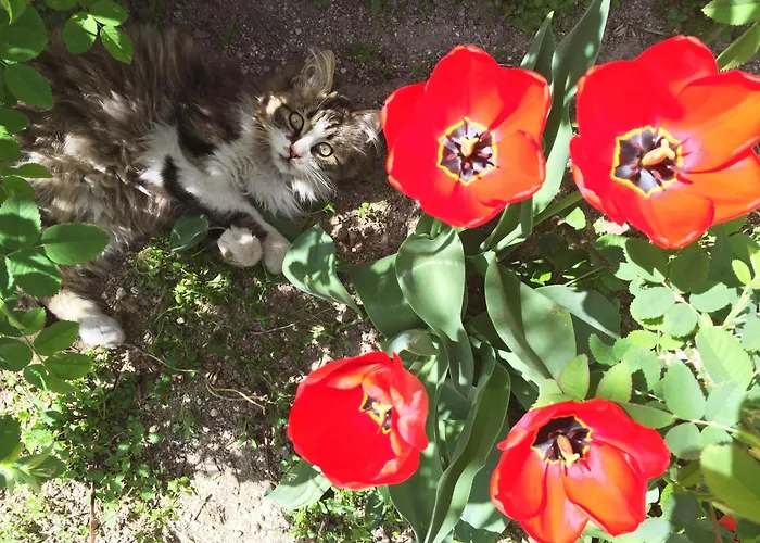 Karadut Cave Szálloda 3*