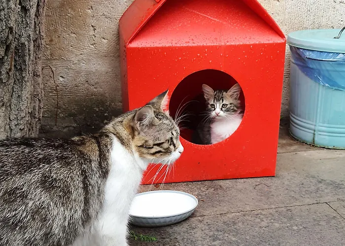 Karadut Cave Szálloda