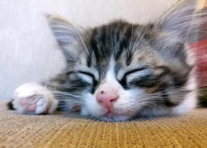 Karadut Cave 3* Göreme